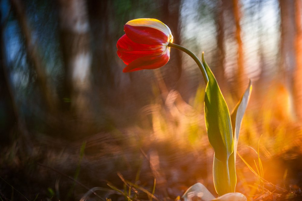 Photograph by Алексей Чистяков