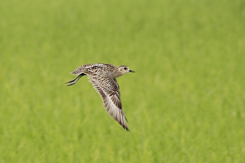 Photograph by Samiran Roy