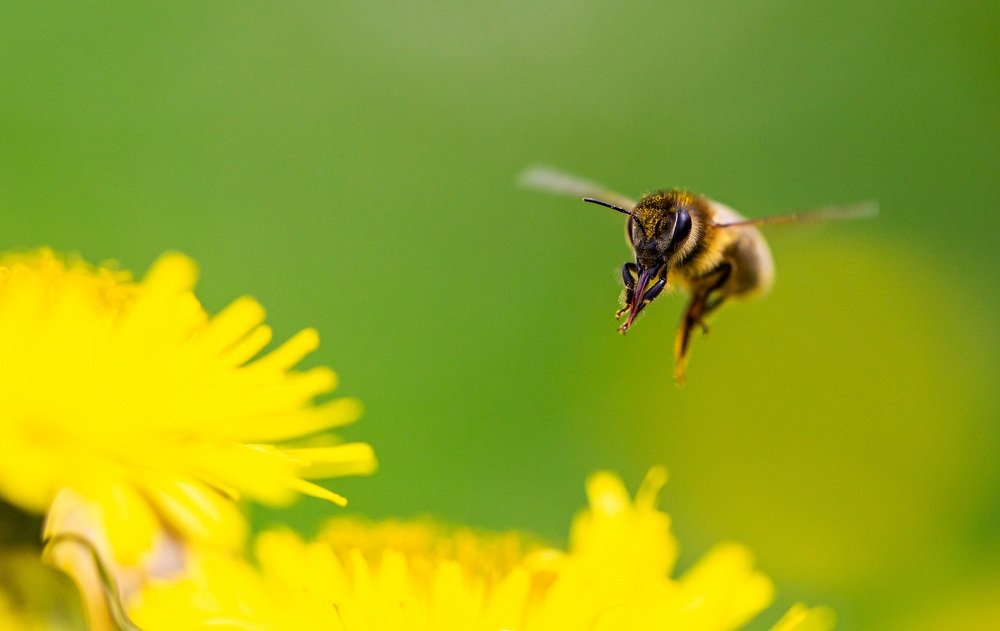 Photograph by Jimino