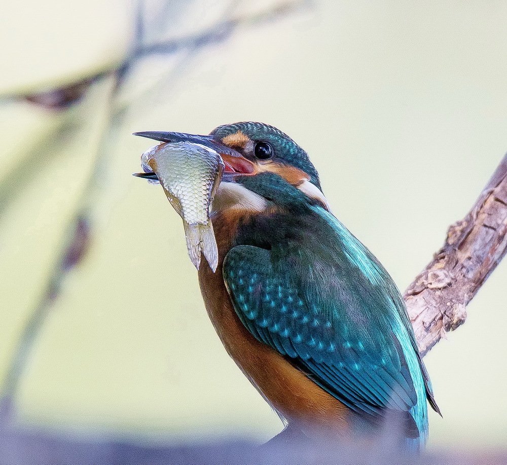 На то и зимородок на озере, чтобы карасик не дремал...
