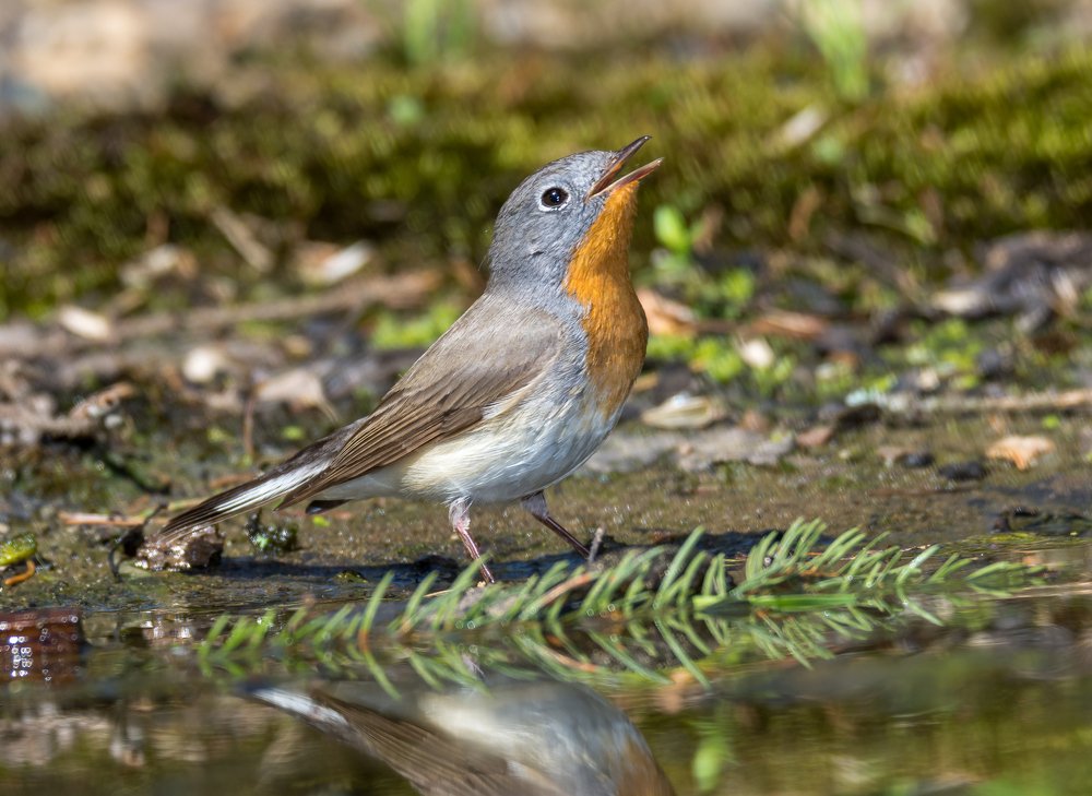 Малая мухоловка на водопое.