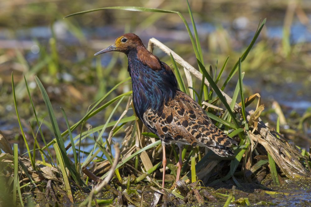 Philomachus pugnax