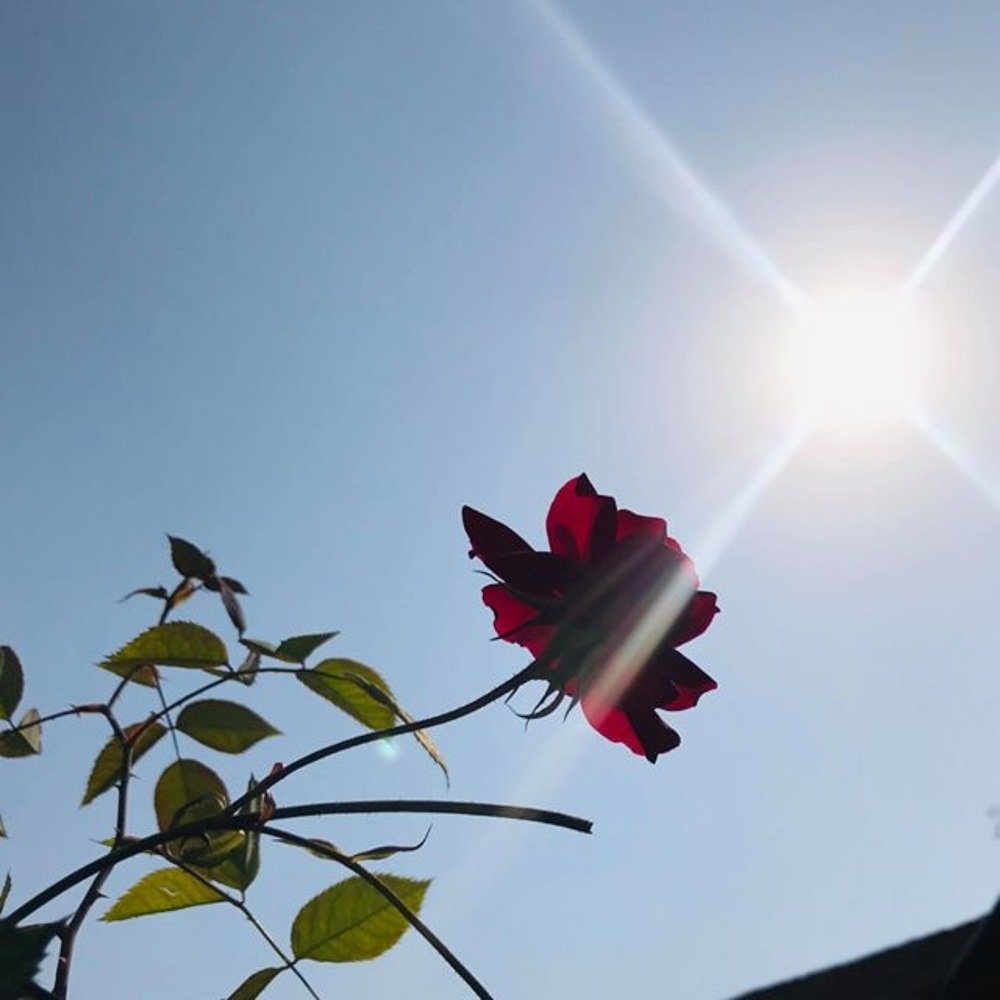 ☀️ light kiss red rose
