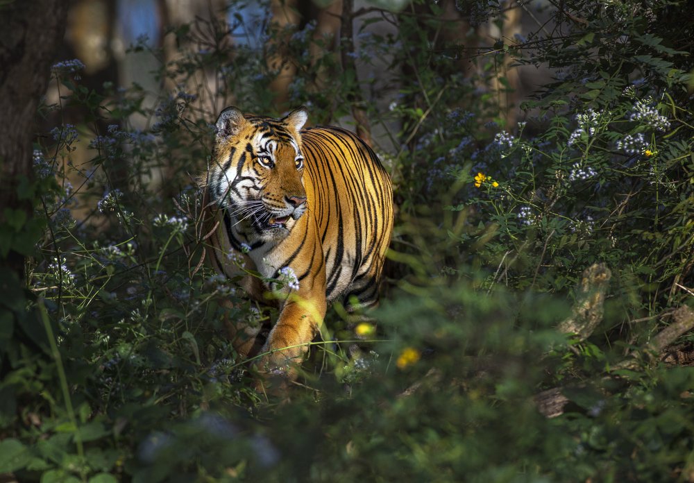 Photograph by Kannan Rajan Nair