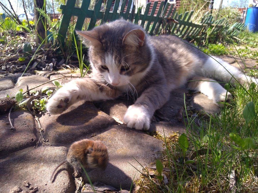 Фотография автора Коротков Алексей