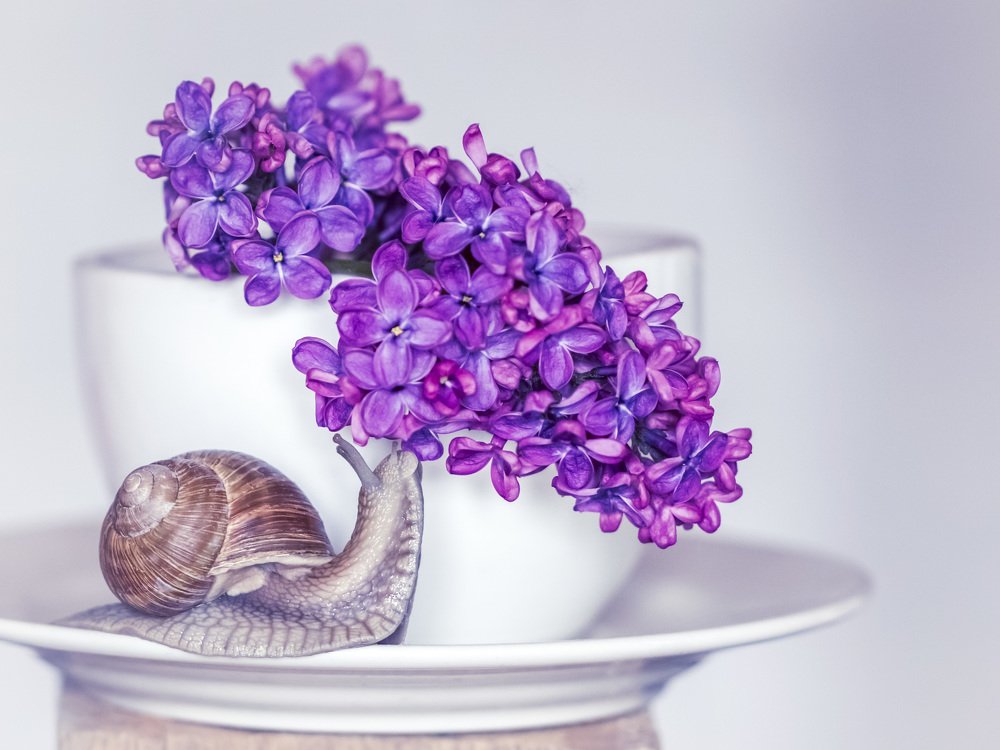 Photograph by Алла Вовк