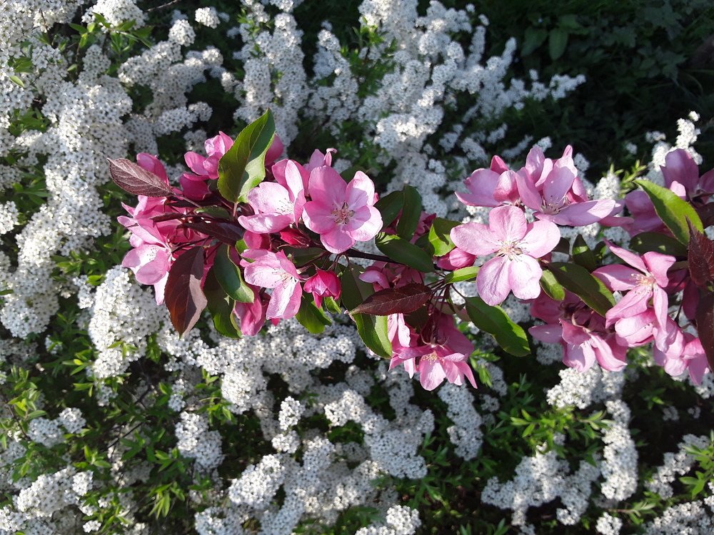 Photograph by Елена Шерман