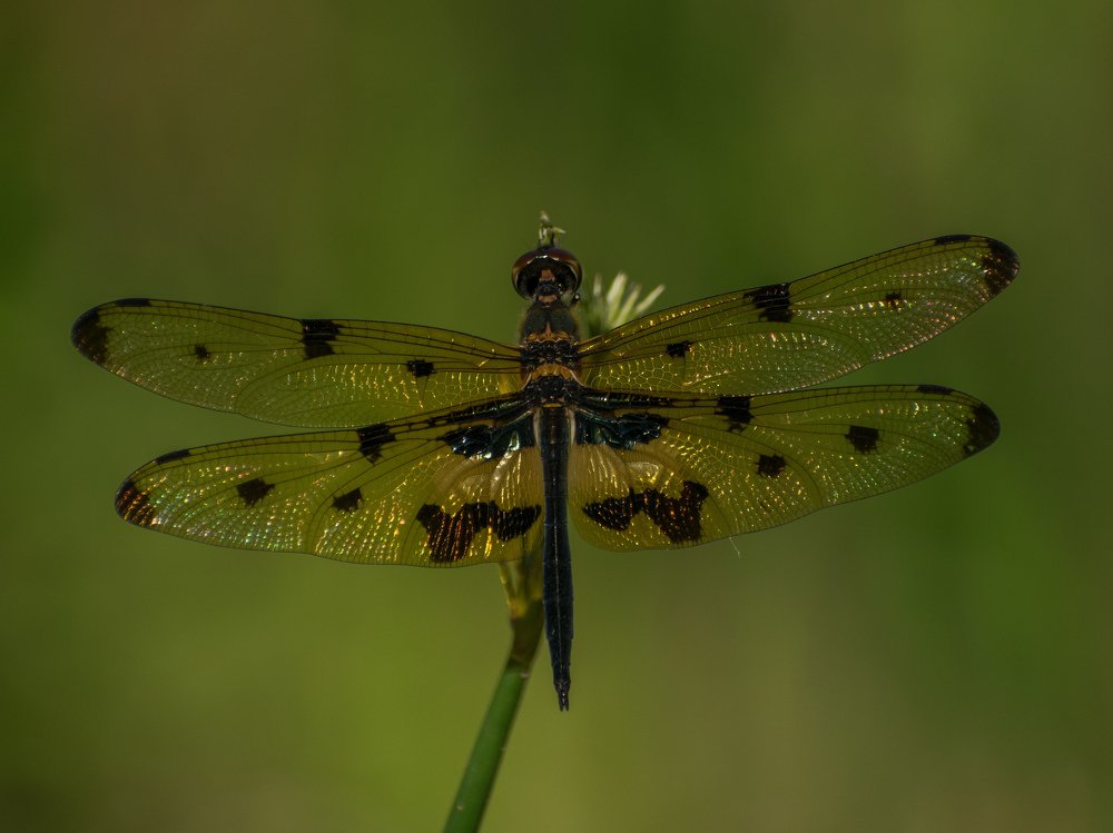 Photograph by PRABANJAN KARUPPASAMY