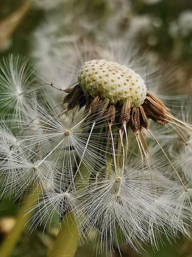 Умирающая красота.