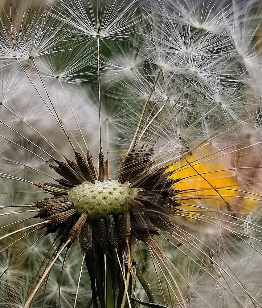 Нежное кружево одуванчика.