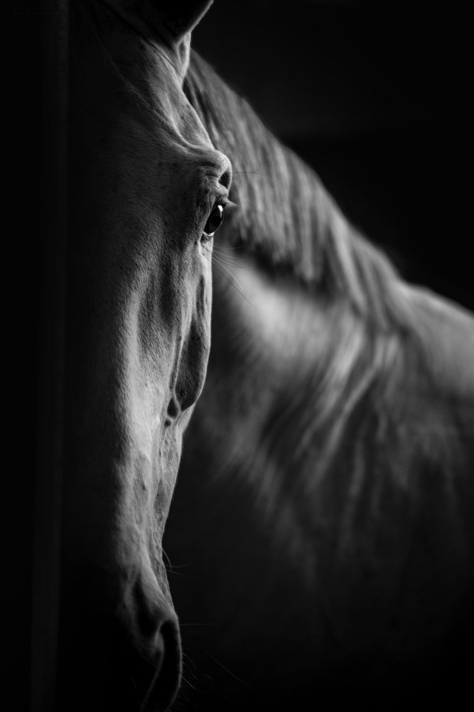 Photograph by Karim tajouaout