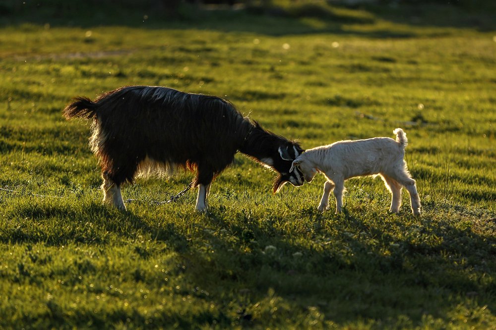 Фотография автора Victor Sacaliuc