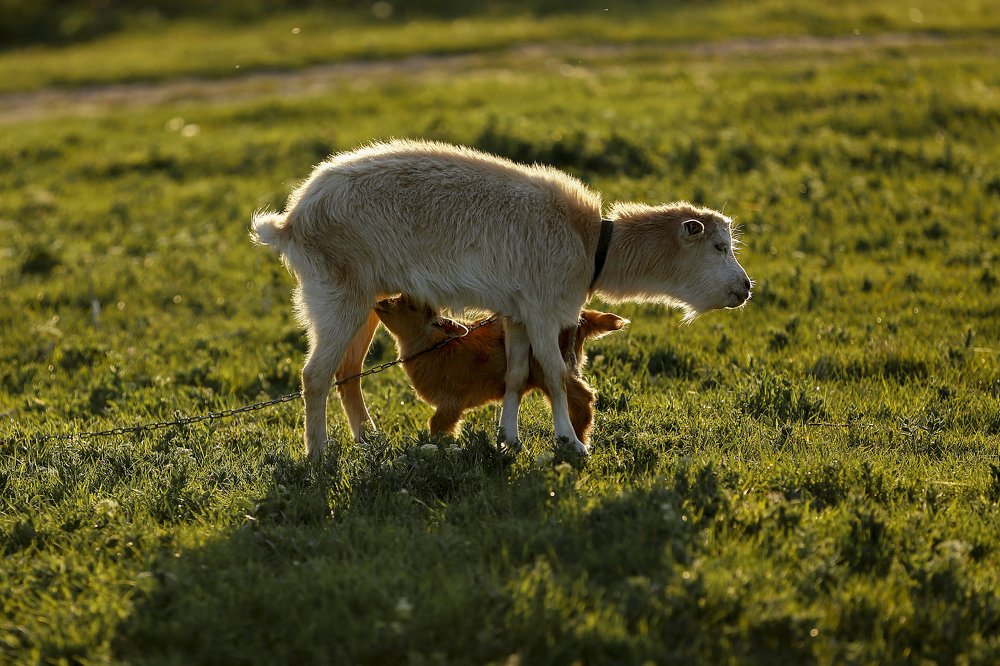 Фотография автора Victor Sacaliuc