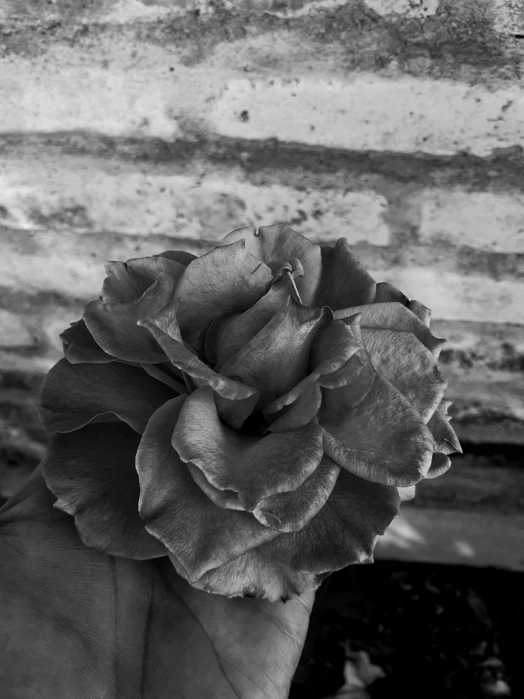 Photograph by Alicia Tipán