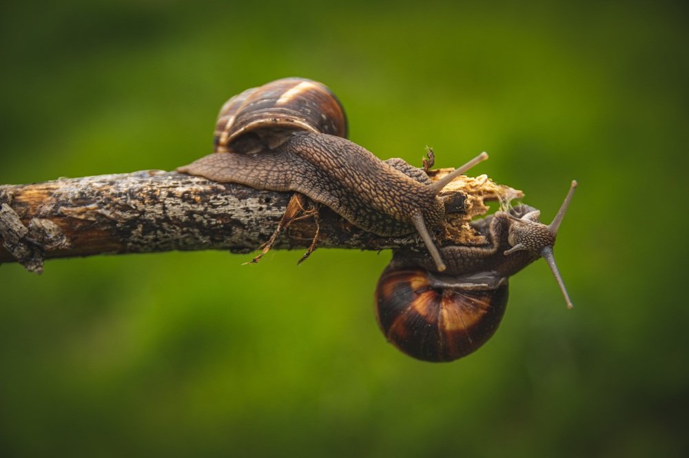 Photograph by Мгер Аршакян