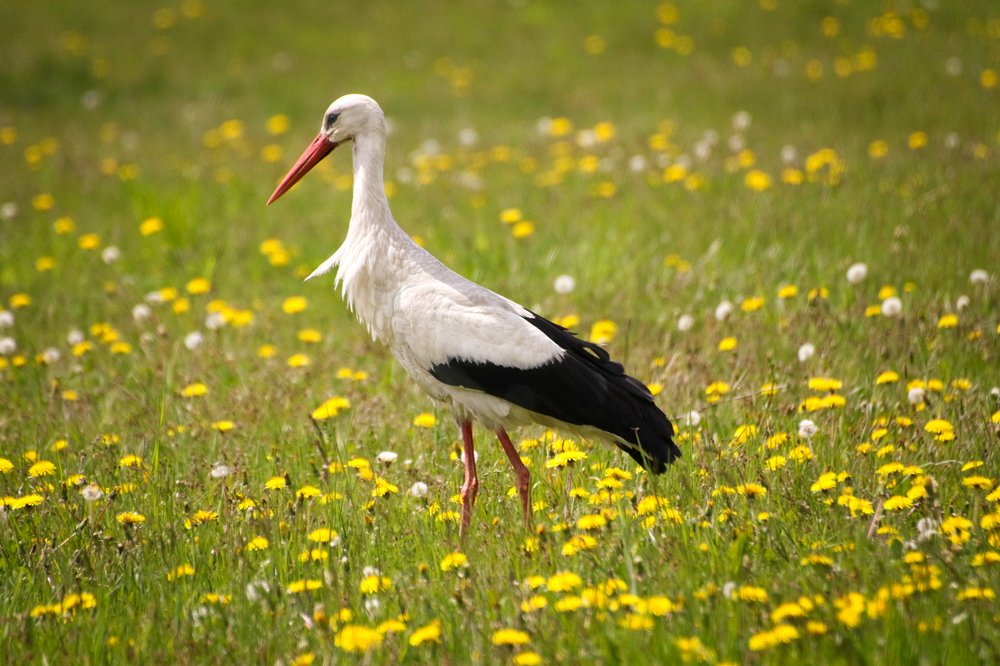 Photograph by Шруб (Беляева) Татьяна