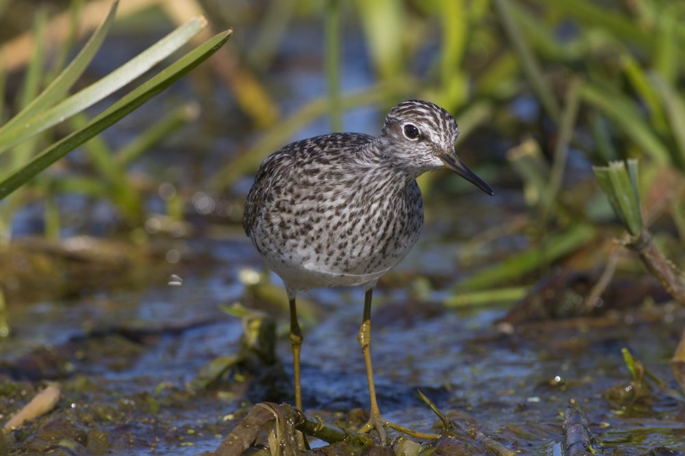Tringa glareola
