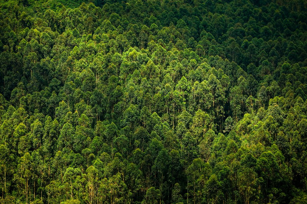 Photograph by Mahesh Magee