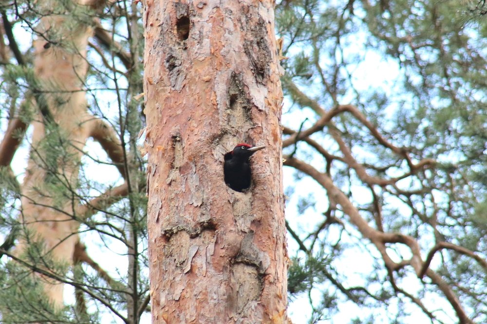 Кто-кто в теремочке живёт?