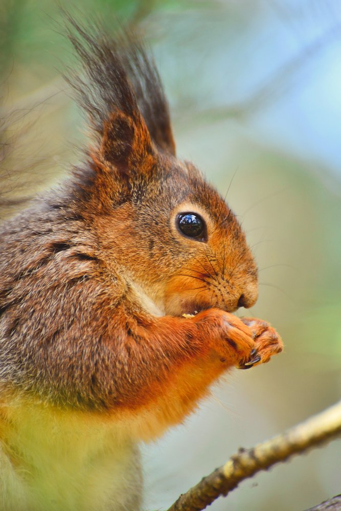 Белочка на ветке