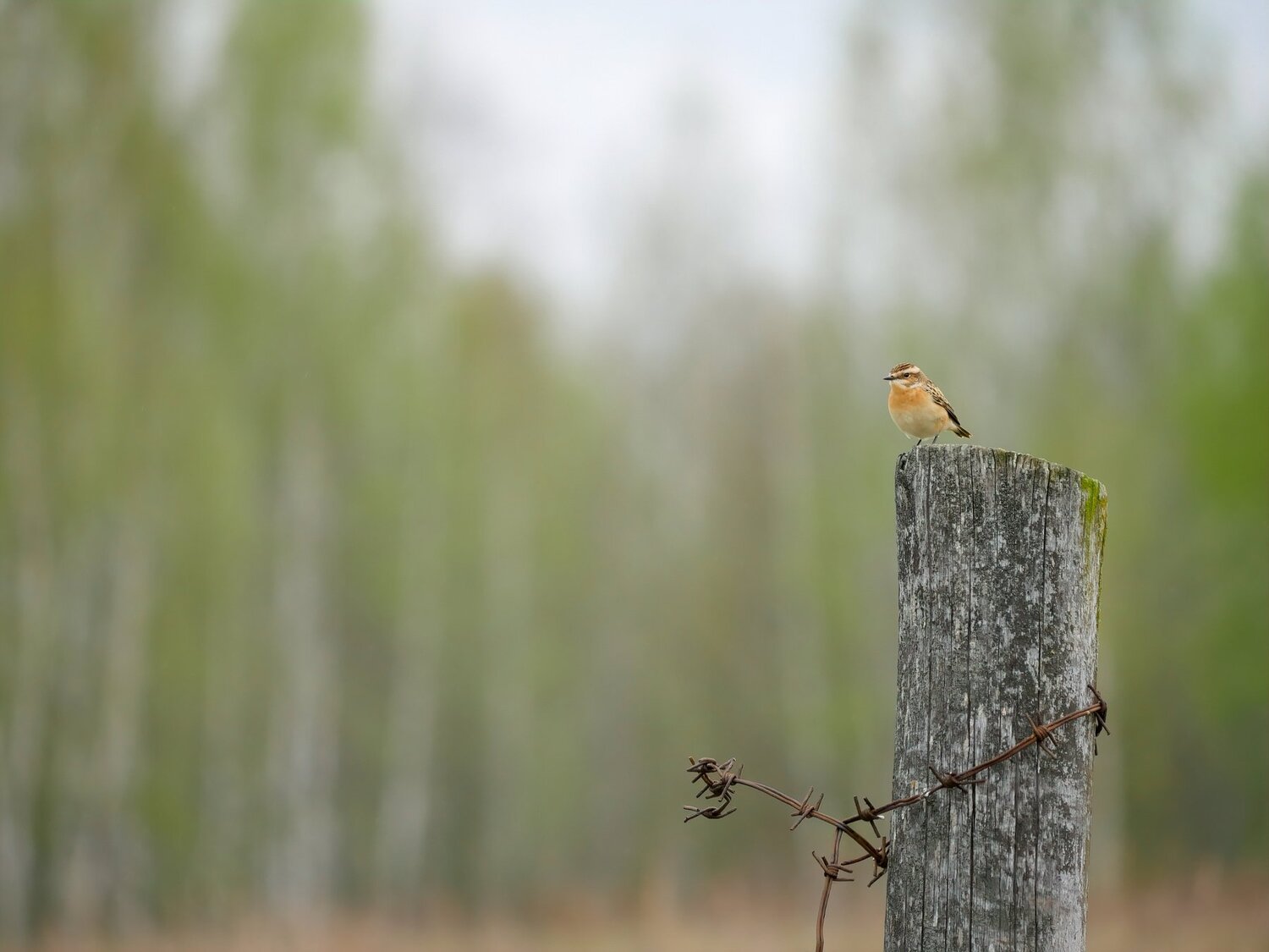 Photo #4591786