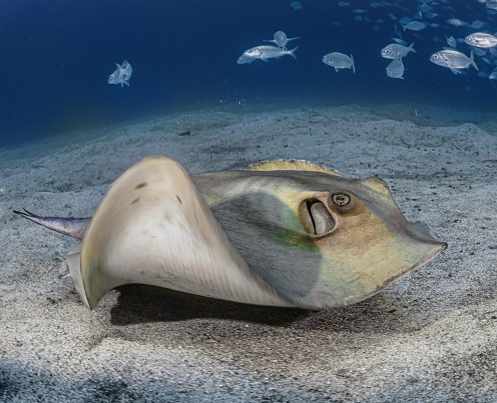 Фотография автора Павел Лапшин