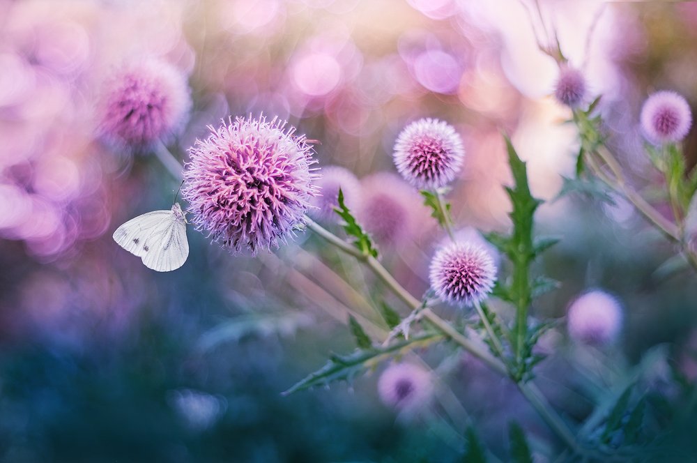 Чертополох