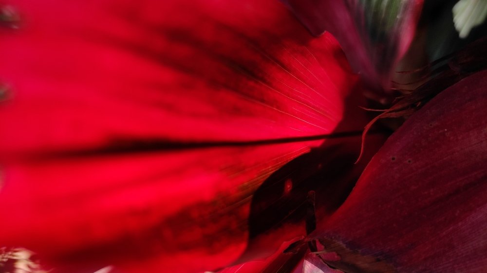 Into the details in a leaf