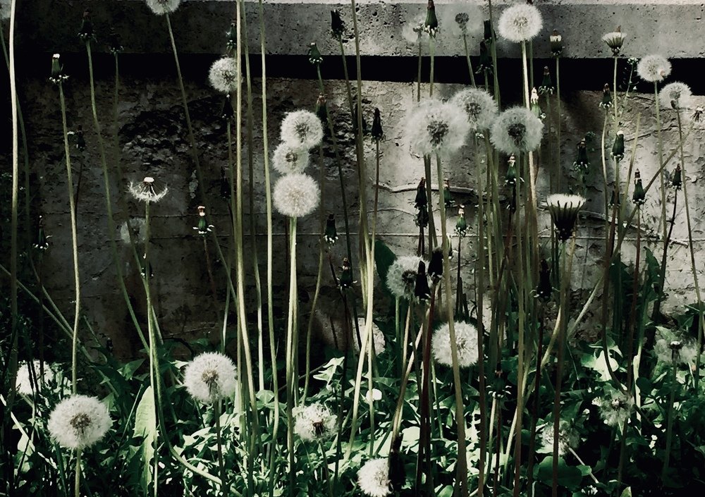 Одуванчики