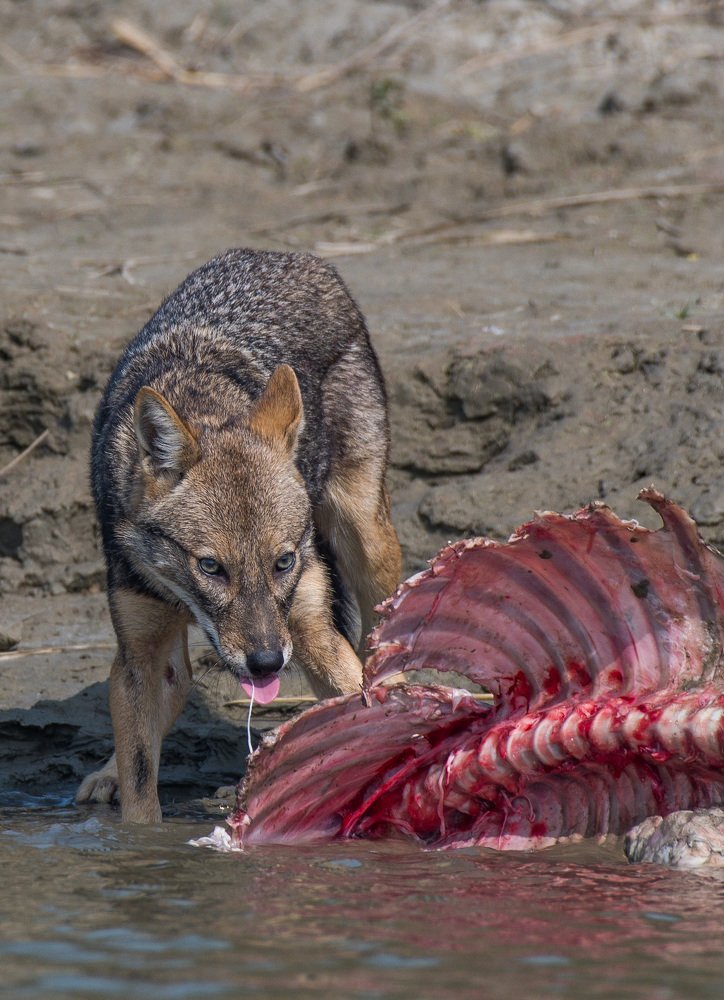 Photograph by Sankar Mandal