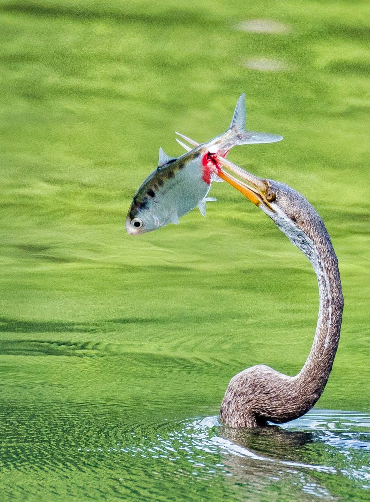 Photograph by Sankar Mandal