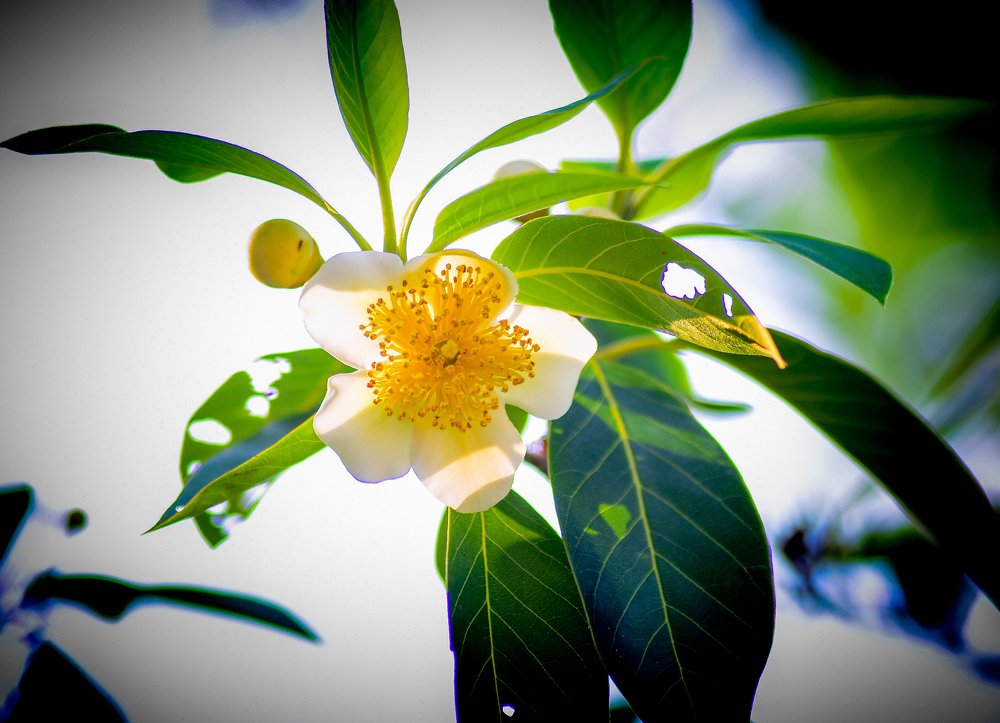 Photograph by Nader Ahmed Rimon