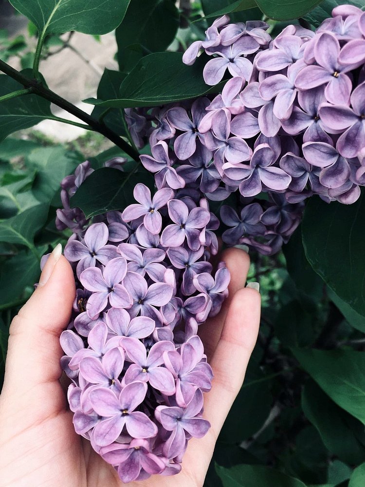 Photograph by Ира Балакова