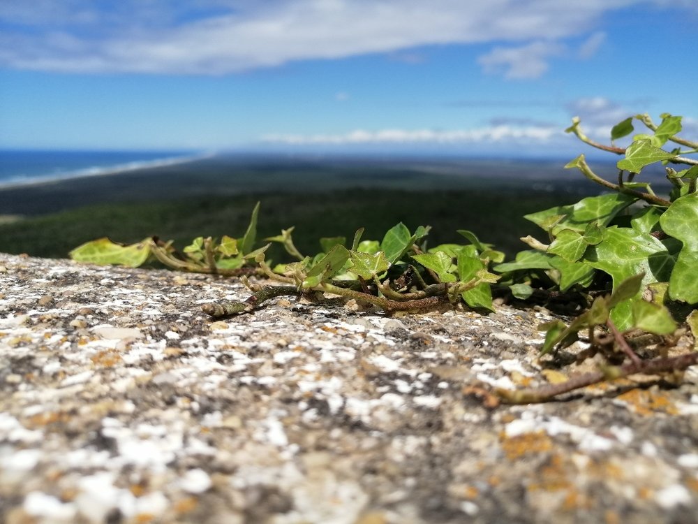 Figueira da Foz - Bandeira