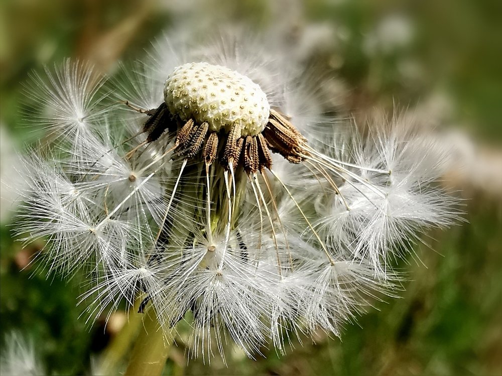 В мире одуванчика