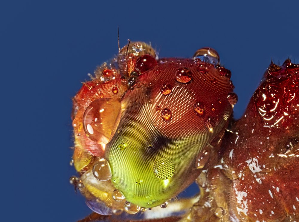 Dew drops over a dragonfly.