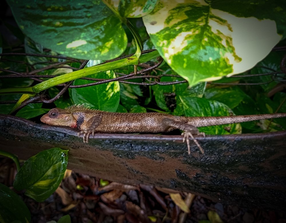 Chameleon