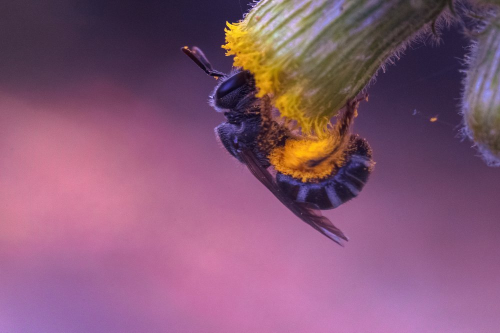 Bee collecting honey