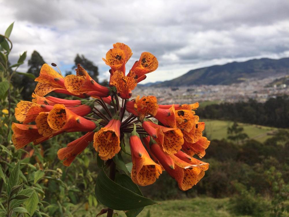 Photograph by Cristhian Medina Guerrero