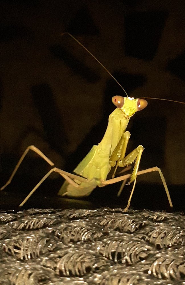 Praying Mantis