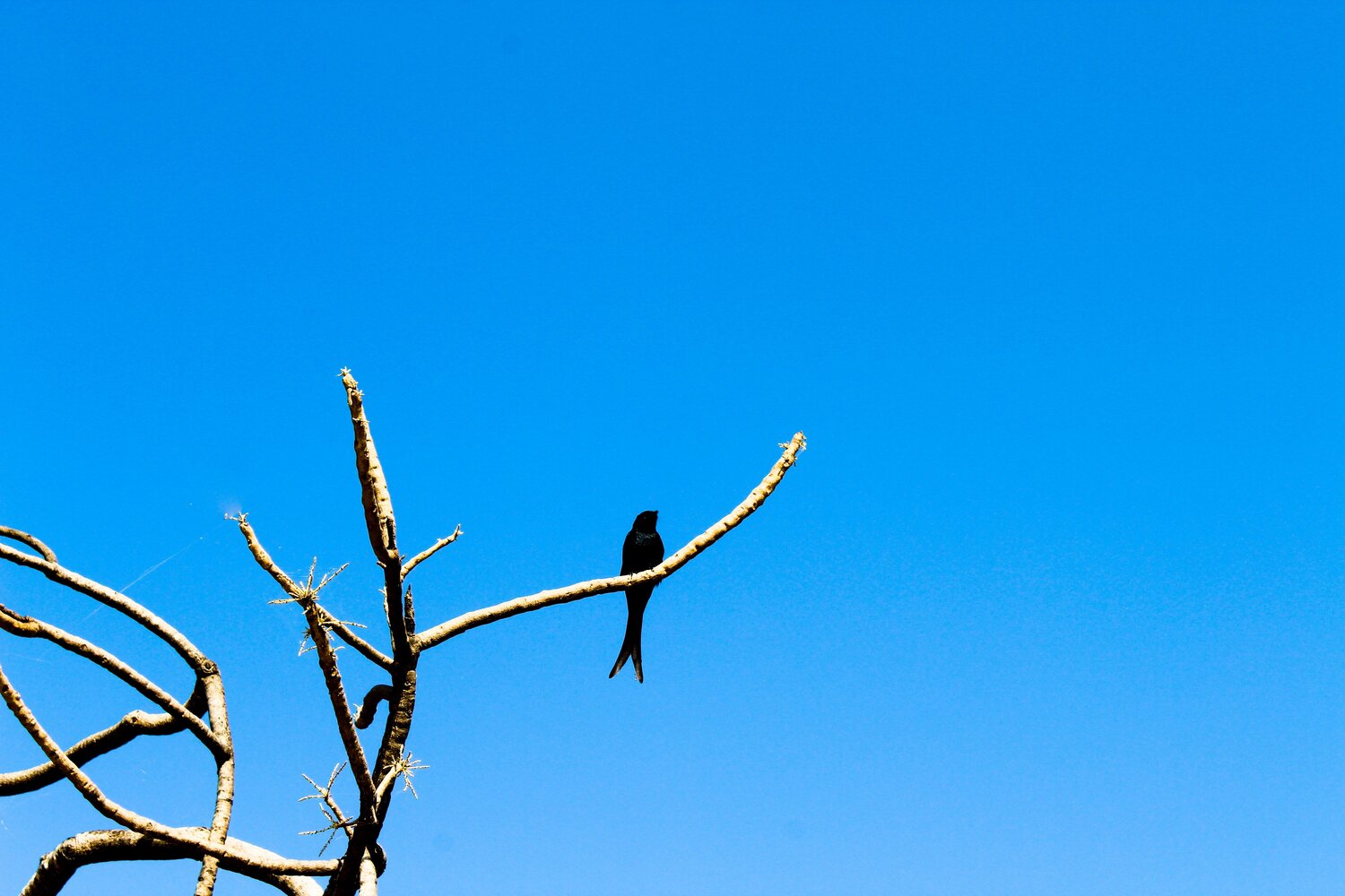 Photo #4593010