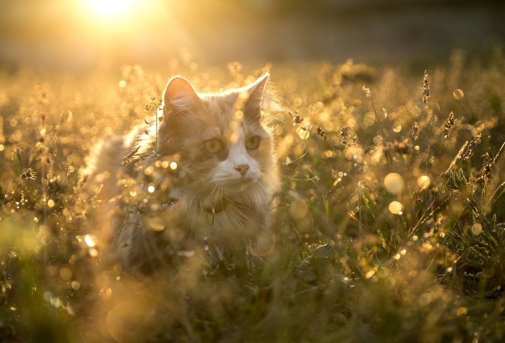 Photograph by Павел Мягких