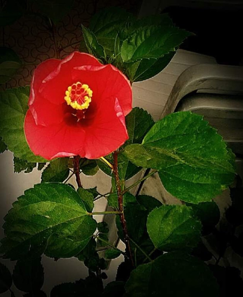 Photograph by Asha Seth Kakker