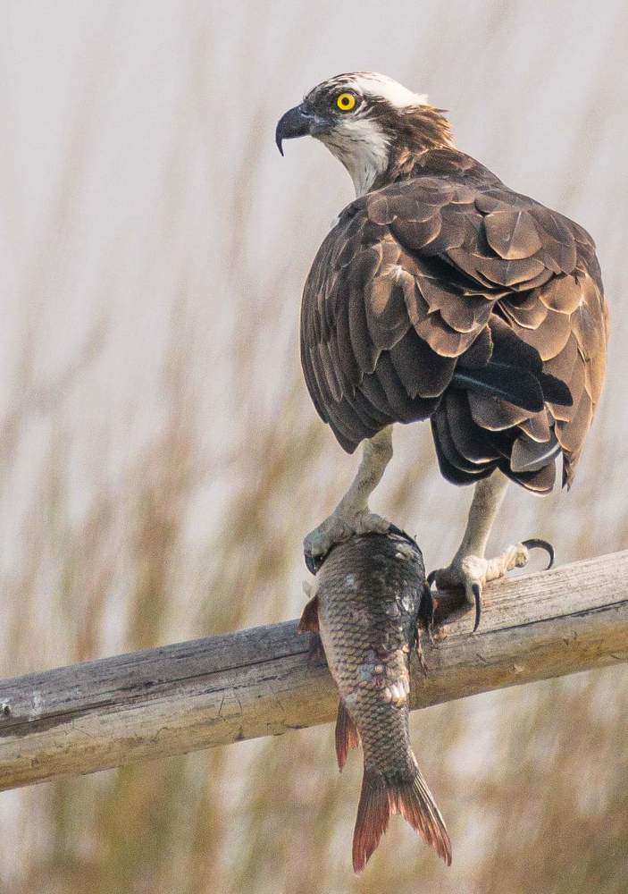 Photograph by Sankar Mandal