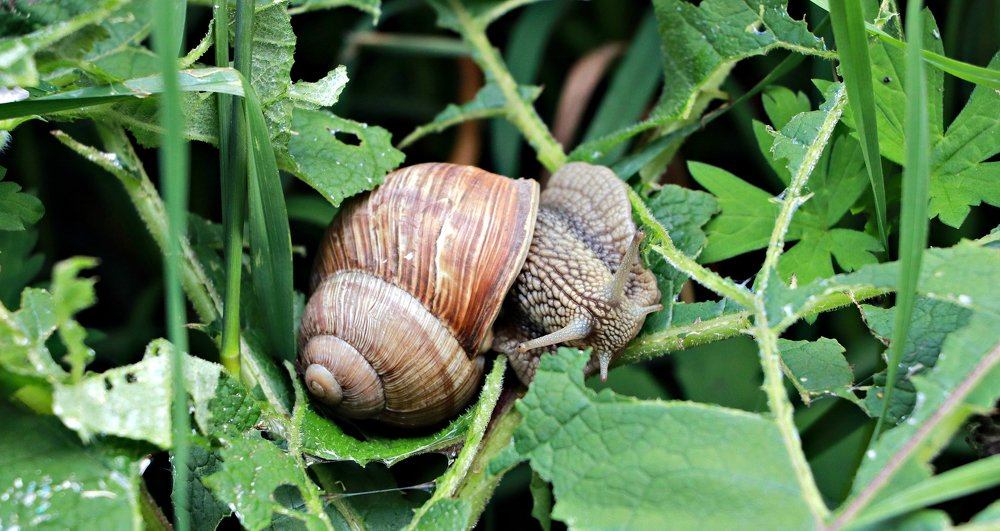 Виноградная улитка