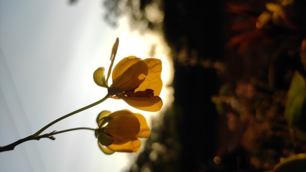 Photo #4594083