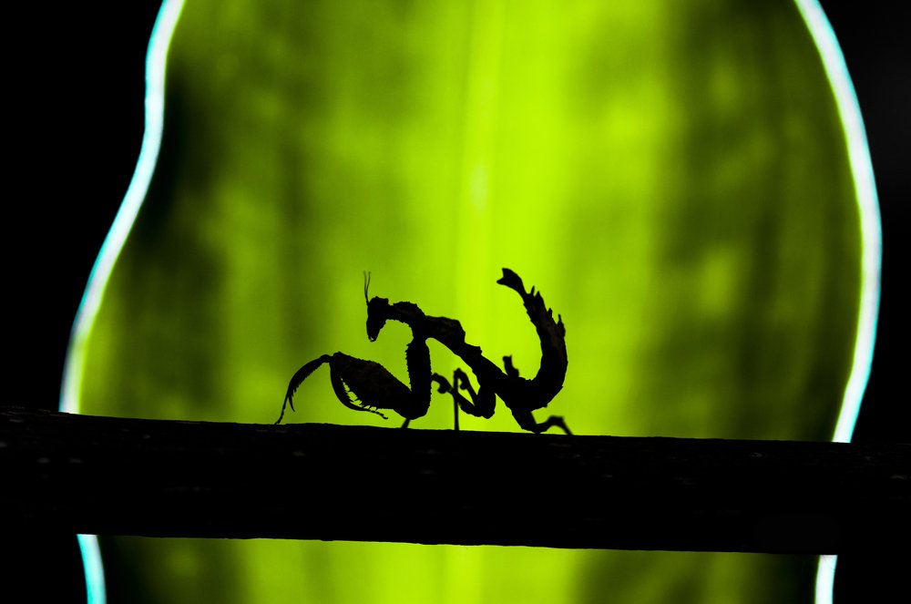 Photograph by Judá Isaí Martínez Uribe