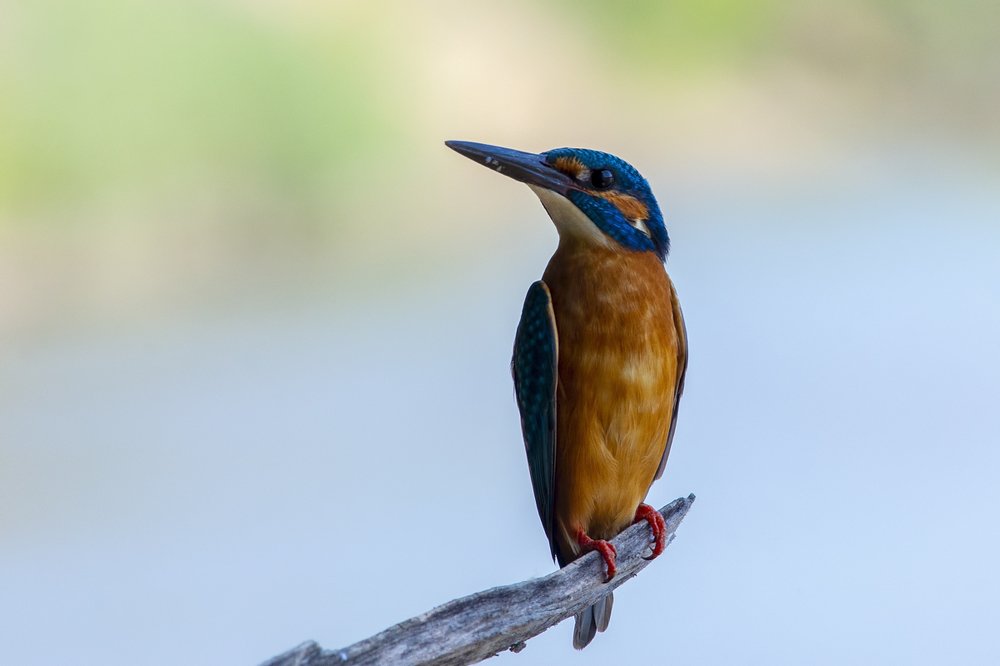 Обыкновенный зимородок.