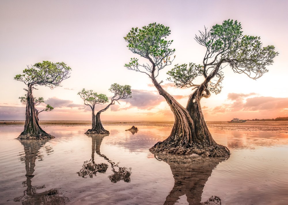 Walakiri Dancing Tree