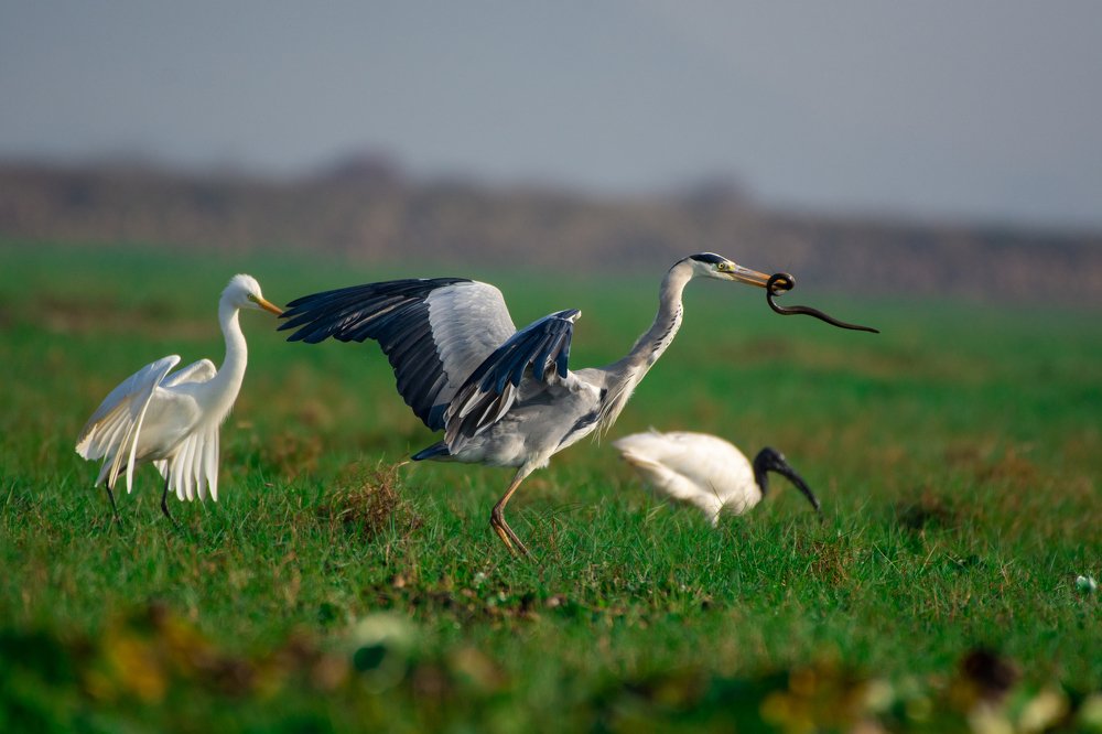 The fight for survival